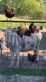 Chickens Relax on Donkey's Back