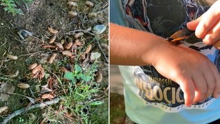 Cicadas begin emerging in parts of South Carolina