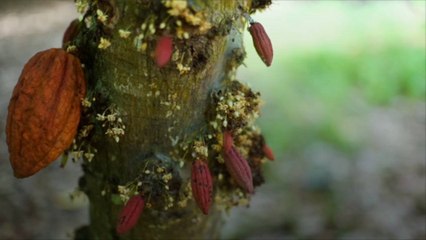 Global Chocolate Supply Impacted By Cacao Tree-Killing Virus