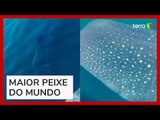 Maior peixe do mundo, tubarão-baleia é avistado por turistas em praia do Rio