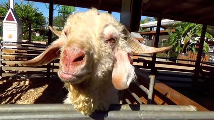 ANIMALS on the FARM TALKING - Babies, Toddlers, Preschool, K-3