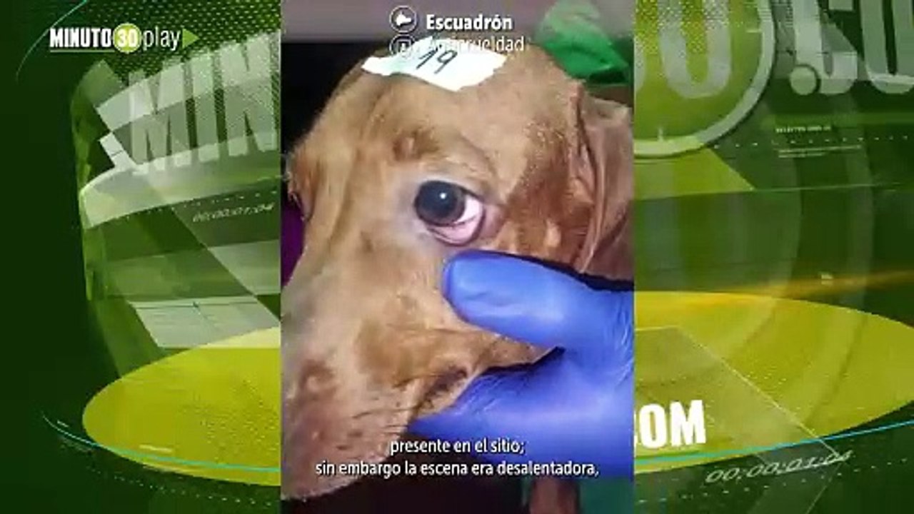 Rescataron a 39 animales de criadero clandestino al noroocidente de Bogotá