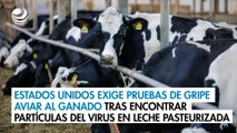 Estados Unidos exige pruebas de gripe aviar al ganado tras encontrar partículas del virus en leche pasteurizada