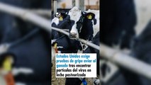 Estados Unidos exige pruebas de gripe aviar al ganado tras encontrar partículas del virus en leche pasteurizada