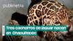 Tres cachorros de jaguar nacen en el Centro de Conservación de Fauna Silvestre de Chapultepec