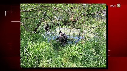 Avistan cocodrilos en el Río Zula de Ocotlán; advierten a la ciudadanía no acercarse