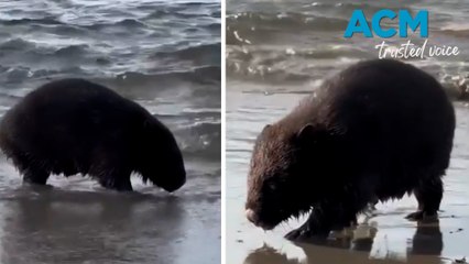 Wacky wombat goes for a swim at Tasmanian beach