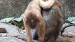 Animals Viral Reels, Monkey Reels Video,#Animalsvideo#Wildanimals#Funnyanimals