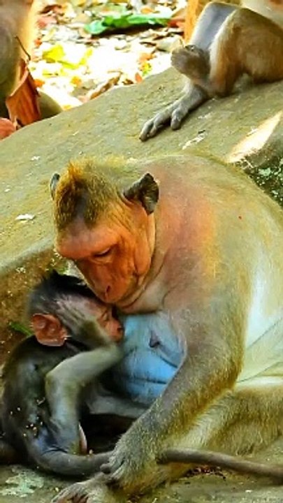 Monkey  Shorts Video, Animal's Video#Animals#Funnyanimals#Wildanimals
