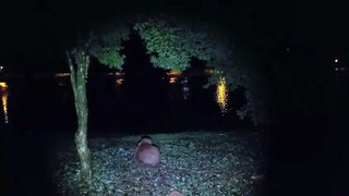 Capivaras ficam às escuras após furto de fios no Lago Municipal