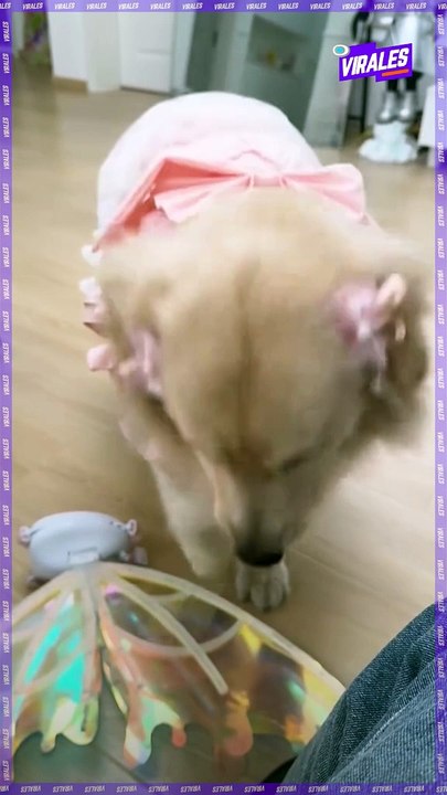 la perrita más coquette