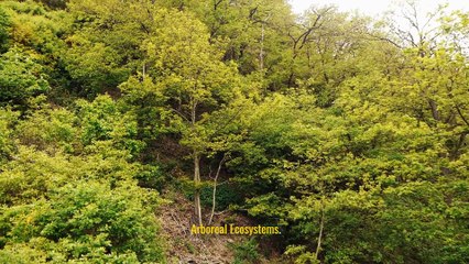 Tree Care Tips: Embracing the Canopy