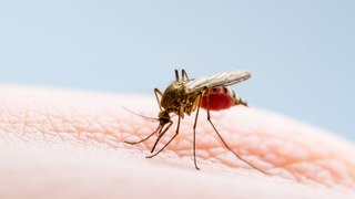 La dengue menace-t-elle les JO de Paris avec une augmentation des cas ?