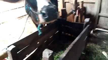 the blackest of my cows