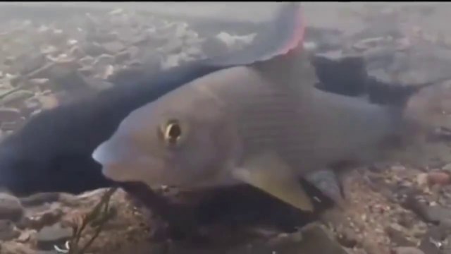 Sizi99 Brand Slot Gacor No.1 Deposit Ewallet Terbaru dan Terpercaya 2024