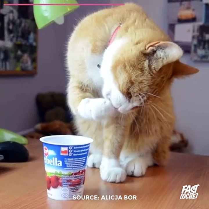 Gâteaux marbrés œufs de Pâques