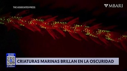 El biólogo Steven Haddock hace un descubrimiento sobre el coral luminoso