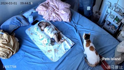 WHEN LABRADOR DOGS COULD BE THIS FUNNY! Funniest Dog Video