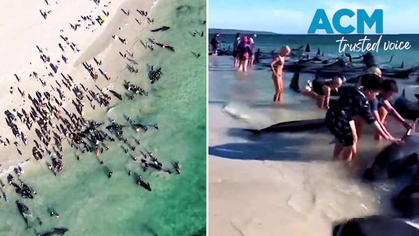 Rescue crews scramble to save pilot whales beached on Western ...