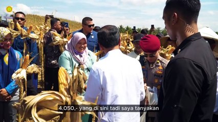 Panen Jagung di Gorontalo, Presiden Jokowi Bilang Begini