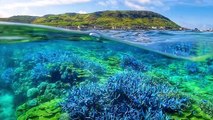 澎湖東嶼坪居民自發性復育珊瑚 維護美麗花園（東福提供）