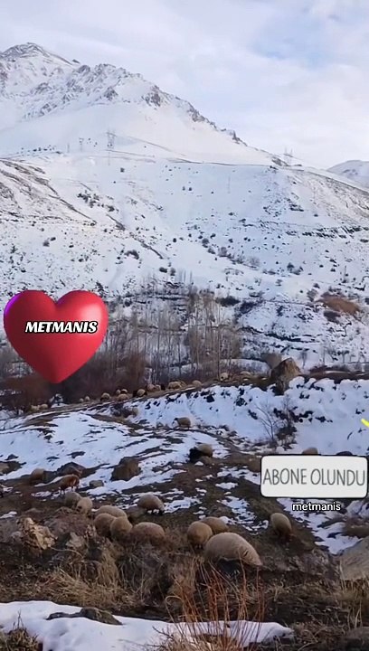 Metmanis Son Koyun Sürüsü