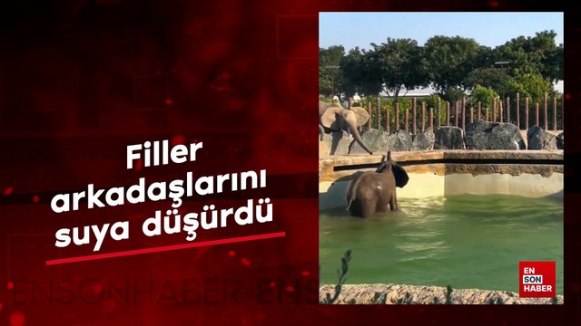 Filler arkadaşlarını suya düşürdü