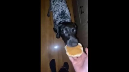 Funniest Cats And Dogs Videos  - Paws&claws comedy (#trynottolaugh)
