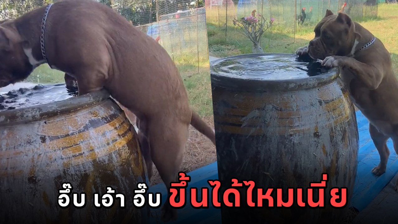 อเมริกันบูลลี่ ร้อนแบบนี้ต้องเล่นน้ำ พยายามกระโดดขึ้นโอ่งให้ได้ อึ๊บ เอ้า อึ๊บ !