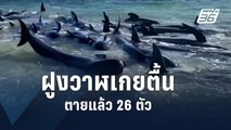 ฝูงวาฬนับร้อยตัวเกยตื้นชายหาดออสเตรเลีย | ข่าวต่างประเทศ | PPTV Online