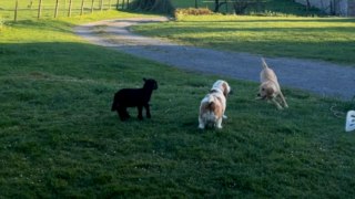 Friendship knows no flocks: Lamb charges into the heart of a canine romp