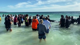 More than 150 stranded whales save from Western Australia beach
