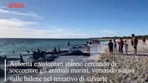 Australia, decine di balene arenate sulla spiaggia: i volontari cercano di salvarle