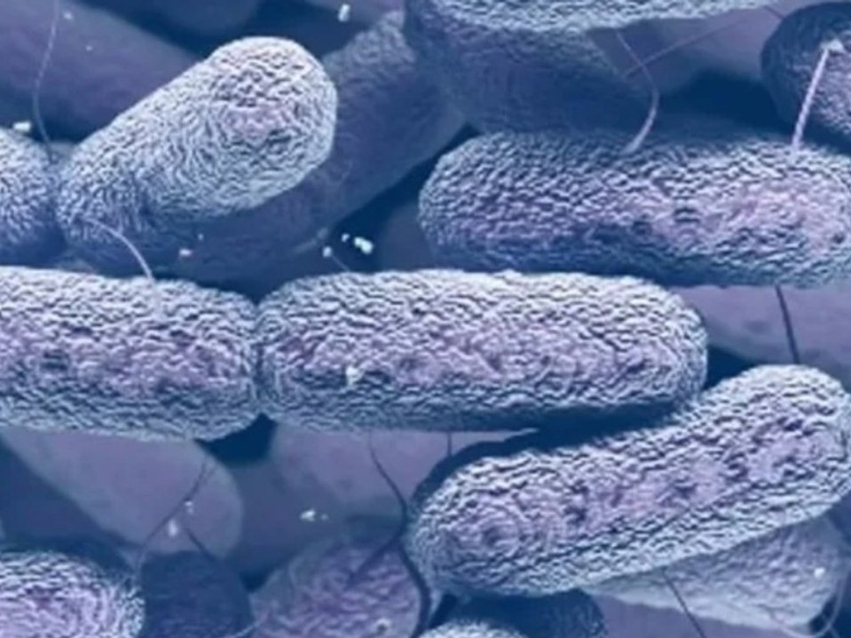 Bakterien auf der ISS: Erstaunliche Mutationen auf der Raumstation