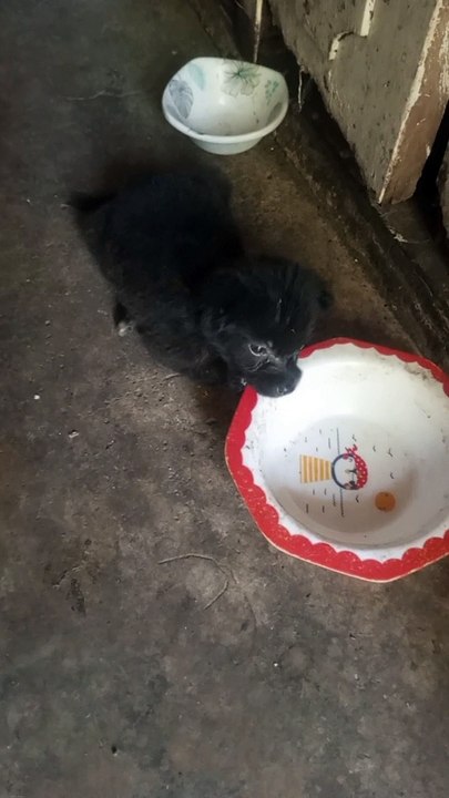 hungry puppy