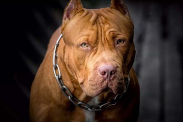 كلبا "بيتبول" يقتلان رضيعا في حضن أسرته