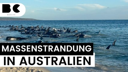 Mindestens 160 Grindwale in Australien gestrandet