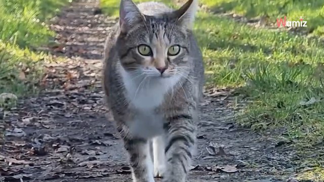 Qui a dit que seuls les chiens étaient des compagnons de randonnée ?