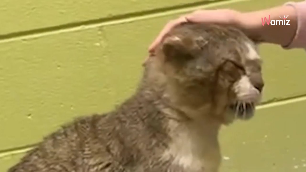 ❤️ Willy, le chat le plus vieux du refuge, a vécu de terribles épreuves.