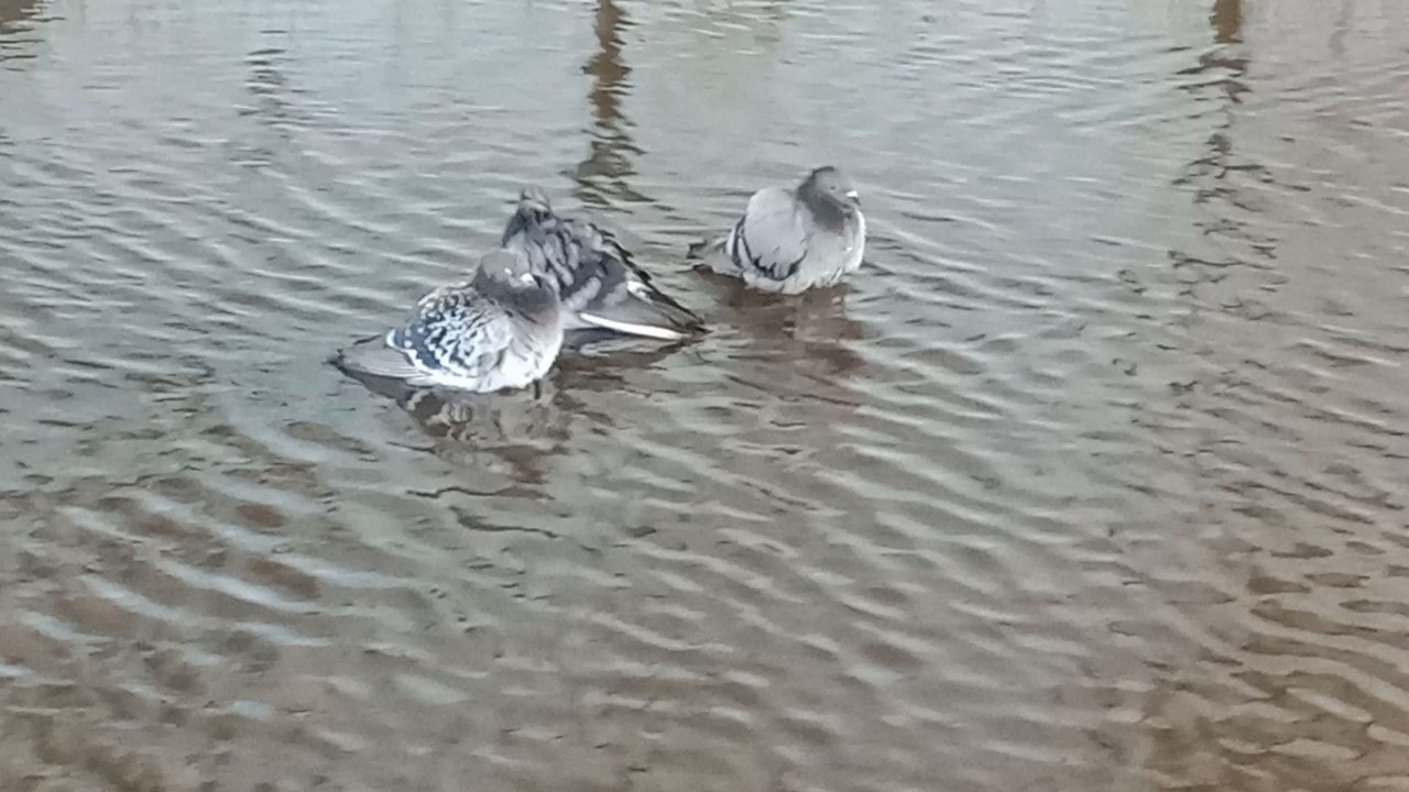 Pigons Enjoying The Floods