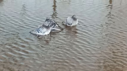 Pigons Enjoying The Floods