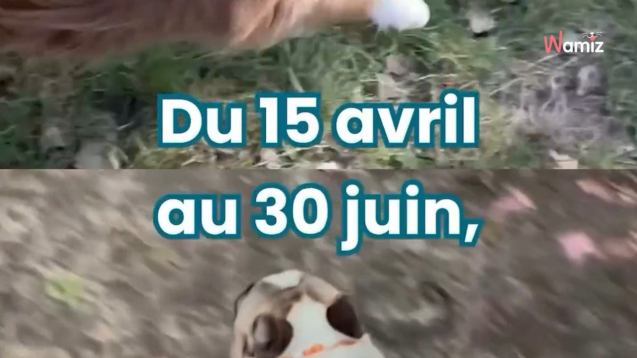  Dès le 15 avril, laisser son chien se promener sans laisse dans les bois sera sévèrement sanctionné.