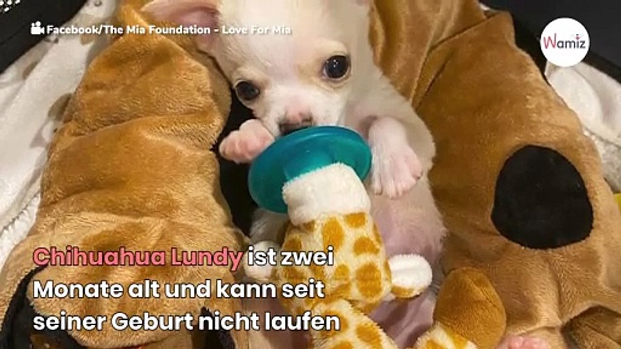 Taube, die nicht fliegen kann, und Chihuahua, der nicht gehen kann, werden beste Freunde