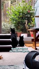 ✨ Une histoire de résilience et d’amour pur  Découvrez Fig, un chat au cœur immense malgré sa petite taille 