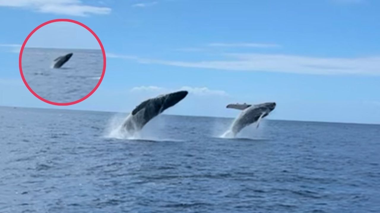 Humpback Whales Breach In Tandem Before Baby Copies Them | Wild-ish TV