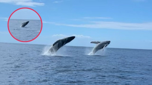 Humpback Whales Breach In Tandem Before Baby Copies Them | Wild-ish TV