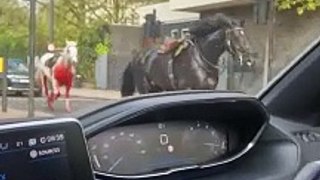 Watch: Household Cavalry horses run through the streets of central London
