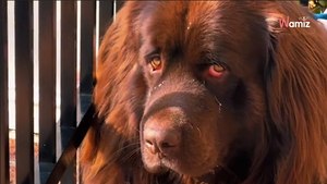 Familie verreist ohne ihren Hund: Seine Reaktion rührt alle zu Tränen