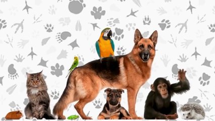 Animali divertenti  Video di animali dolci e divertenti