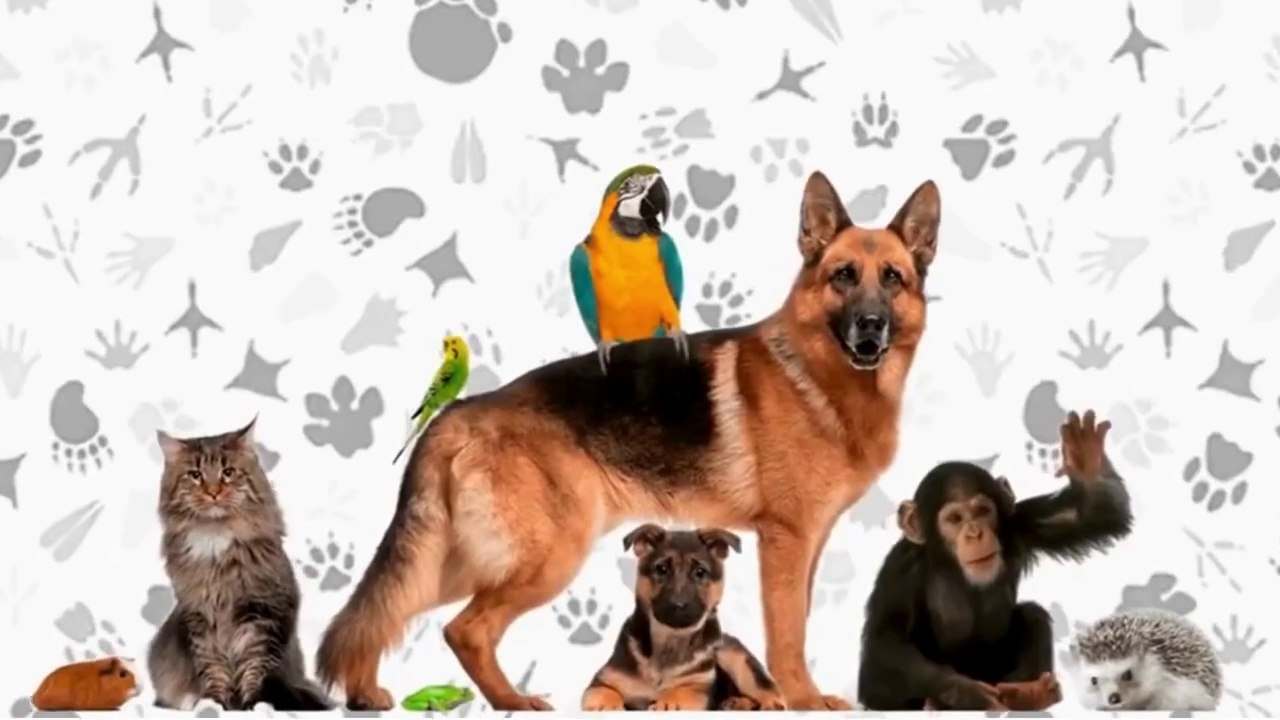 Animali divertenti  Video di animali dolci e divertenti